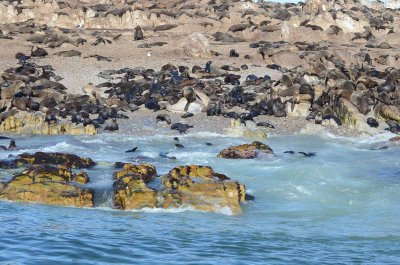 CAPE FUR SEAL