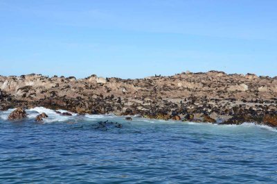 CAPE FUR SEAL