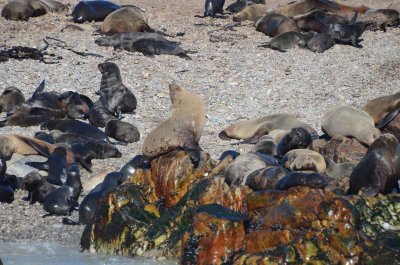 CAPE FUR SEAL