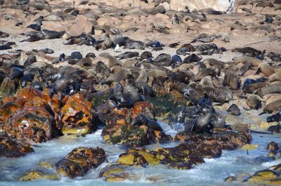 CAPE FUR SEAL