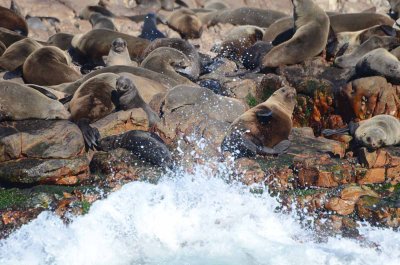 CAPE FUR SEAL