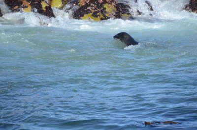 CAPE FUR SEAL