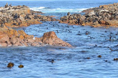 CAPE FUR SEAL