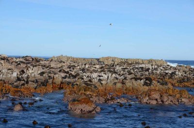 CAPE FUR SEAL