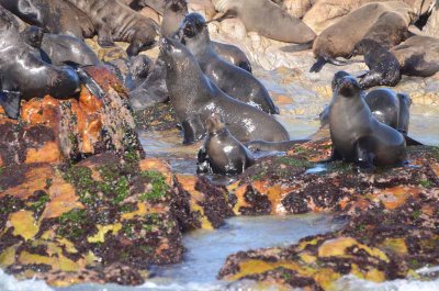 CAPE FUR SEAL