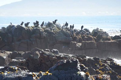 CAPE FUR SEAL