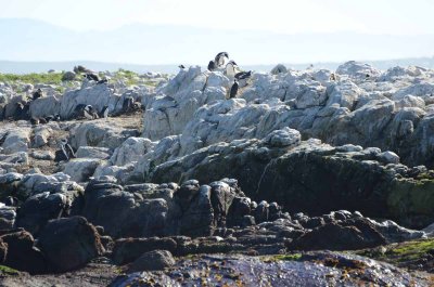 CAPE FUR SEAL