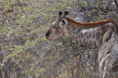 Giraffe doing exercise
