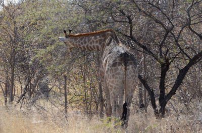 Giraffe doing exercise