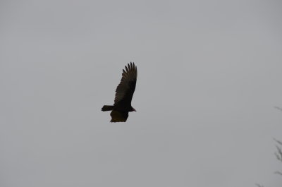 DSC_4371.JPG