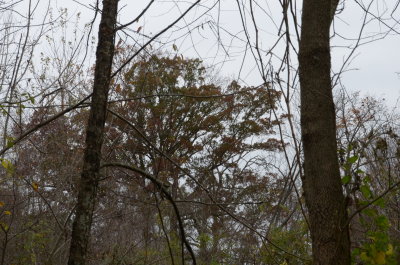DSC_4382.JPG