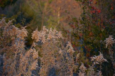 DSC_4398.JPG