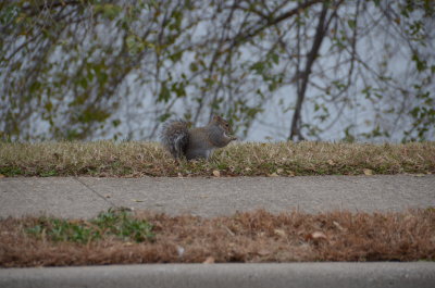 DSC_4724.JPG