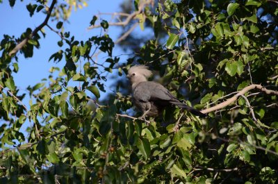 Grey Lourie (Go away bird)