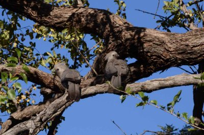 Grey Lourie (Go away bird)