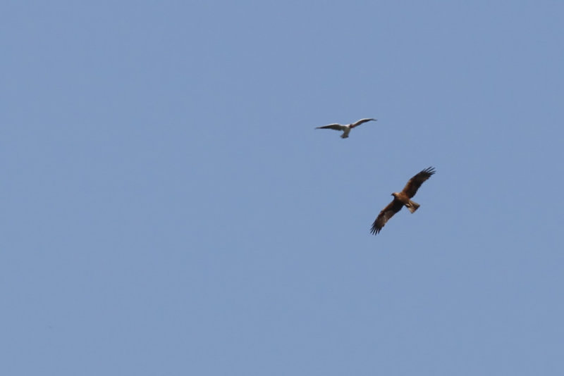 Dvrgrn - Booted Eagle (Hieraaetus pennatus)