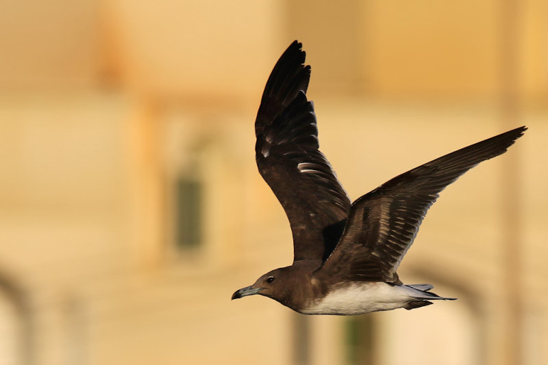 Sooty Gull (Ichthyaetus hemprichii)