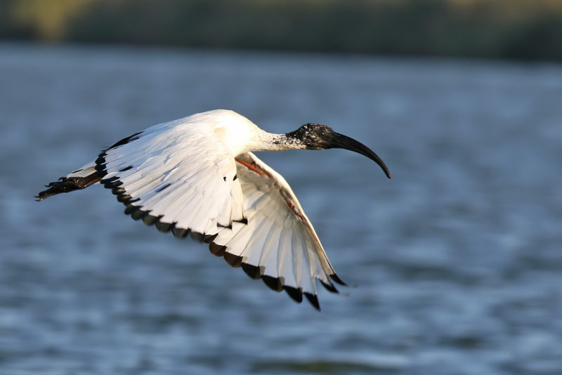 African Sacred Ibis - (Threskiornis aethiopicus)