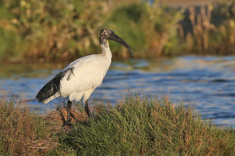 African Sacred Ibis - (Threskiornis aethiopicus) 