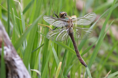 Guldtrollslnda - Downy Emerald (Cordulia aenea)