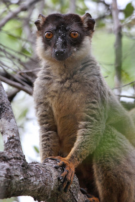 Common brown lemur - (Eulemur fulvus)