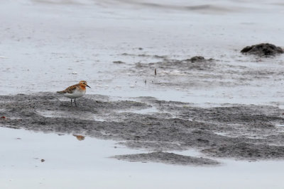 Rdhalsad snppa - Red-necked Stint (Calidris ruficollis)