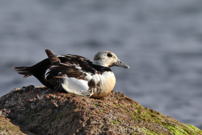 Alfrrdare - Steller's Eider (Polysticta stelleri)