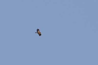 Dvrgrn - Booted Eagle (Hieraaetus pennatus)