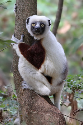 Coquerels sifaka - (Propithecus coquereli)