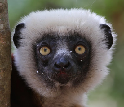 Mammals Madagascar