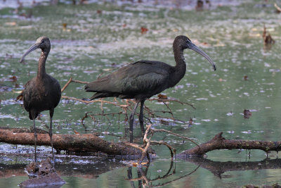 Glossy ibis - (Plegadis falcinellus)