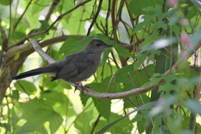 Gray catbird - (Dumetella carolinensis)
