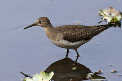 Solitary sandpiper - (Tringa solitaria)