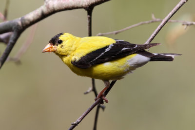 American goldfinch - (Carduelis tristis)