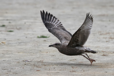 American herring gull - (Larus smithsonianus)