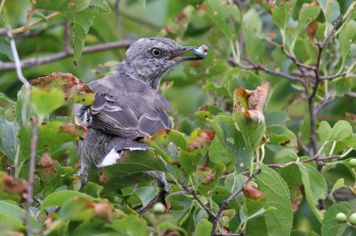 Northern mockingbird - (Mimus polyglottos)