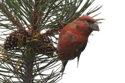 Mindre korsnbb - Red crossbill (Loxia curvirostra)