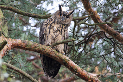 Berguv - Eurasian Eagle-Owl (Bubo bubo)