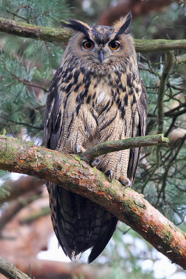 Berguv - Eurasian Eagle-Owl (Bubo bubo)