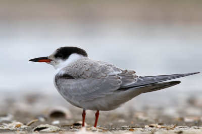 Common Tern - (Sterna hirundo)