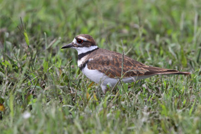 Killdeer - (Charadrius vociferus)