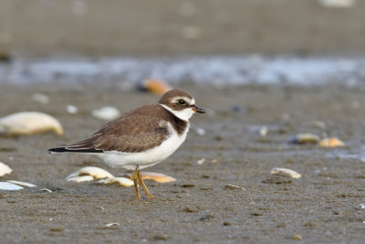 Semipalmated Plover - (Charadrius semipalmatus)