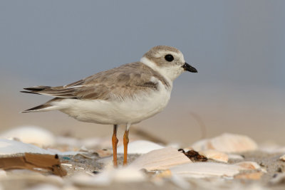 Piping Plover - (Charadrius melodus) 