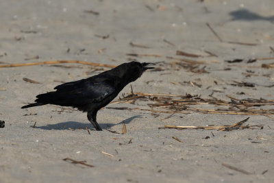 Fish crow - (Corvus ossifragus)