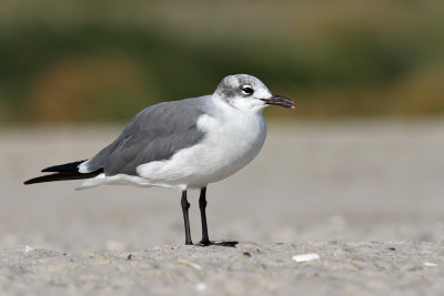 Laughing gull - (Larus atricilla) 