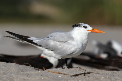 Royal Tern - (Sterna maxima)