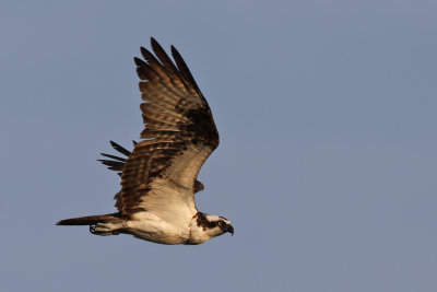 Osprey - (Pandion haliaetus)