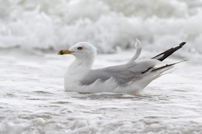 Ring-billed Gull - (Larus delawarensis)