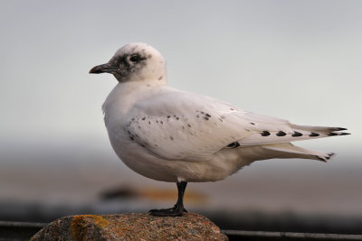 Isms - Ivory Gull (Pagophila eburnea)