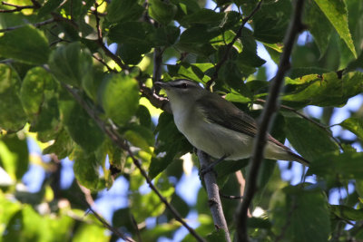 Red-eyed vireo - (Vireo olivaceus)